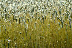 Triticale Field - Aillevillers Triticale photo