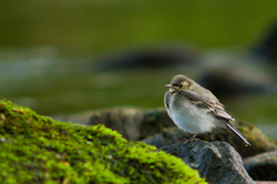 Juvenile Motacilla alba - Aillevillers Wagtail photo