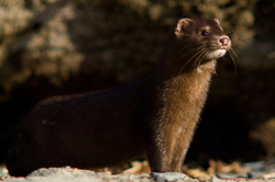Mink - Quadra Island Weasel photo