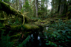  Cortes Island Wetland photo
