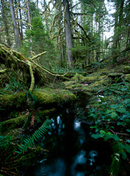 Grandfather Grove - Cortes Island Wetland photo