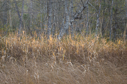Swamp  Strata  - Cortes Island Wetland-scape  photo