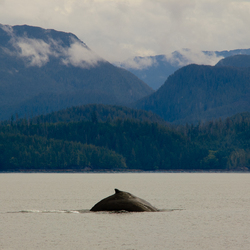Humpback - Rivers Inlet whale photo