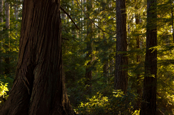 Red Cedar - Cortes Island Wilderness photo