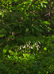 Sunbeam Falling on Little Pink Flowers -  Wildflower photo