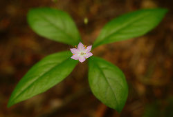 Little Pink Wildflower - Pacific Spirit Park Wildflower photo