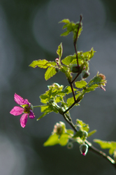 Salmon Berry - Cortes Island wildflower photo