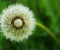 Aillevillers Dandelion photo