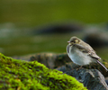 Aillevillers Wagtail photo