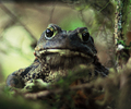 Western Toad - Western Toad photo from  Bond Sound British Columbia, Canada