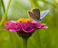  Butterfly photo