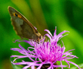 Aillevillers Butterfly photo