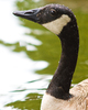 Vancouver Canada Goose photo