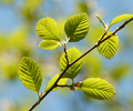 Cortes Island Alder Tree photo