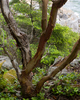 Cortes Island Arbutus Tree photo