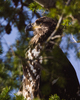 Cortes Island Bald Eagle photo