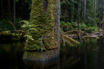 Cortes Island Beaver pond photo