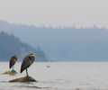 Cortes Island Blue Heron photo