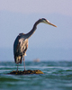 Cortes Island Blue Heron photo