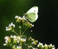 Cortes Island Butterfly photo