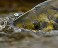 Portrait of a Chum Salmon in Basil Brook - Chum Salmon photo from Squirrel Cove Cortes Island BC, Canada