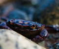 Cortes Island Crab photo