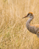 Cortes Island Crane photo