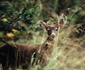 Cortes Island Deer photo