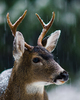 Cortes Island Deer photo