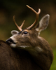 Cortes Island Deer photo