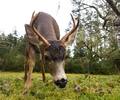 Cortes Island Deer photo