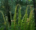 Cortes Island Fern photo