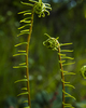 Cortes Island Fern photo