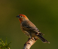 Cortes Island Finch photo