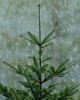 Cortes Island Fir Tree photo