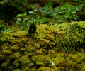 Cortes Island Forest Floor photo