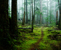 Path in the woods - Forest path photo from  Cortes Island British Columbia, Canada