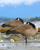 Cortes Island Geese photo