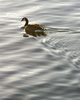 Cortes Island Goose photo