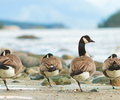 Cortes Island Goose photo