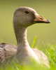 Cortes Island Goose photo