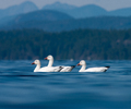 Cortes Island Goose photo