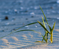 Cortes Island Grass photo