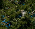 Cortes Island Heron photo