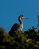 Cortes Island Heron photo
