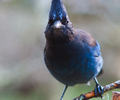 Cortes Island Jay photo