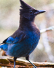 Cortes Island Jay photo