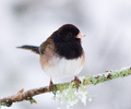 Cortes Island Junco photo