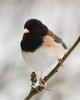 Cortes Island Junco photo