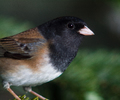 Cortes Island Junco photo
